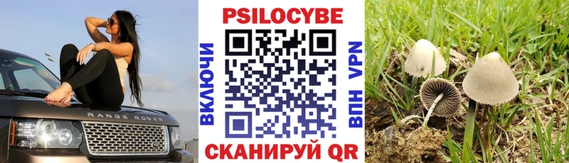 блэк спрут вход  цена   Хвалынск  Галлюциногенные грибы Cubensis 